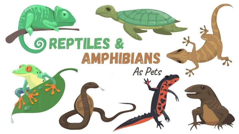 Reptiles & Amphibians As Pets