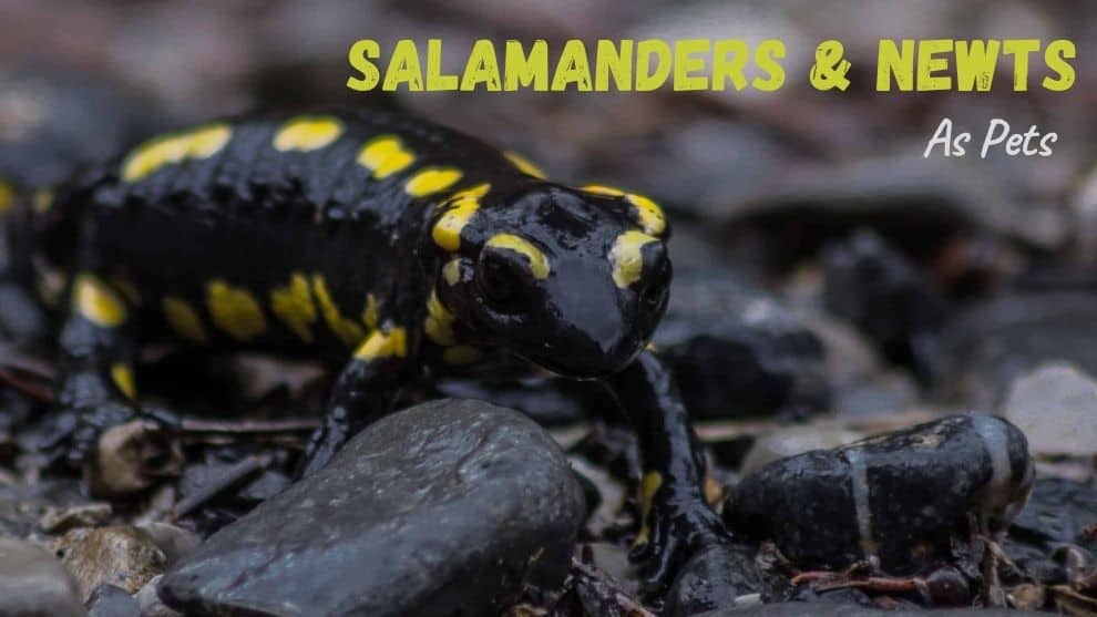 Salamanders And Newts As Pets