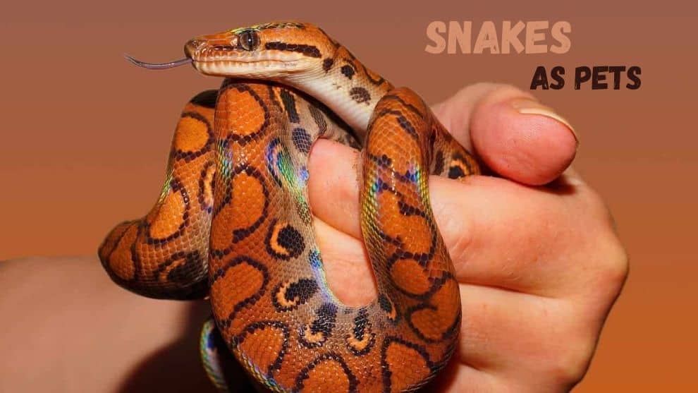 Snakes As Pets