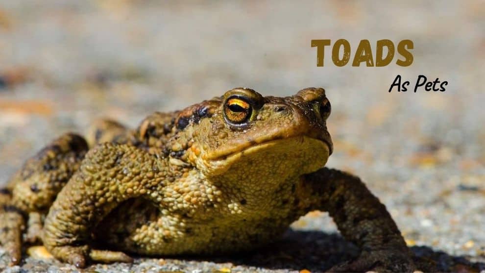 Toads As Pets