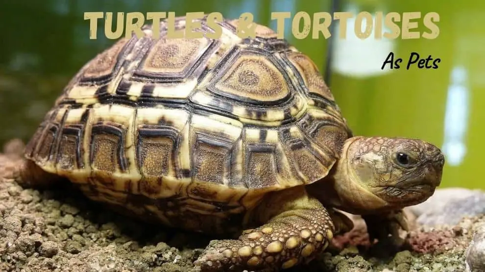 Turtles And Tortoises As Pets