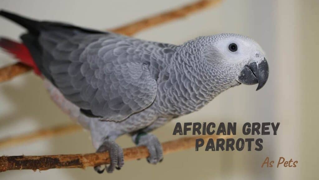 African Grey Parrots As Pets
