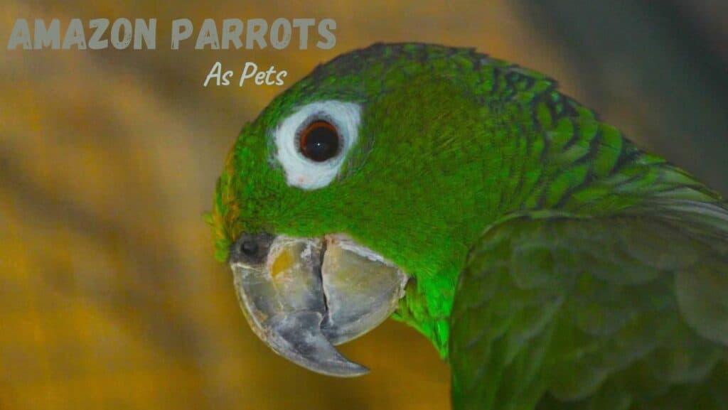 Amazon Parrots As Pets