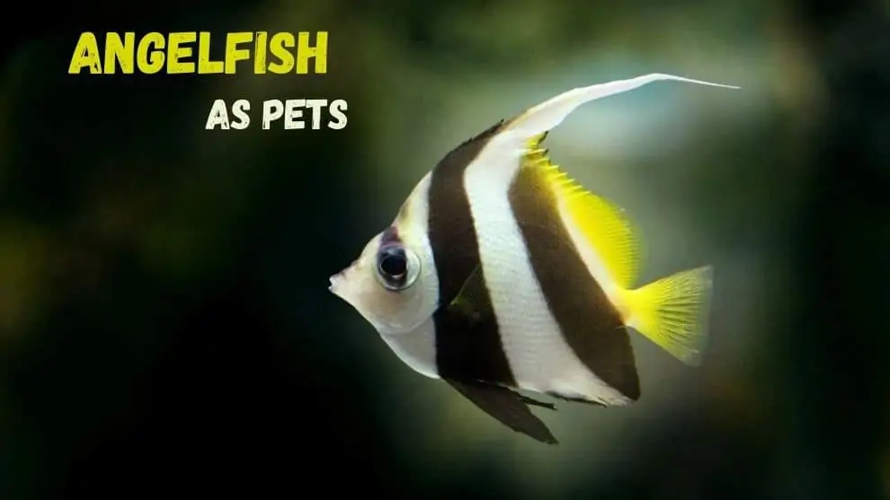 AngelFish As Pets