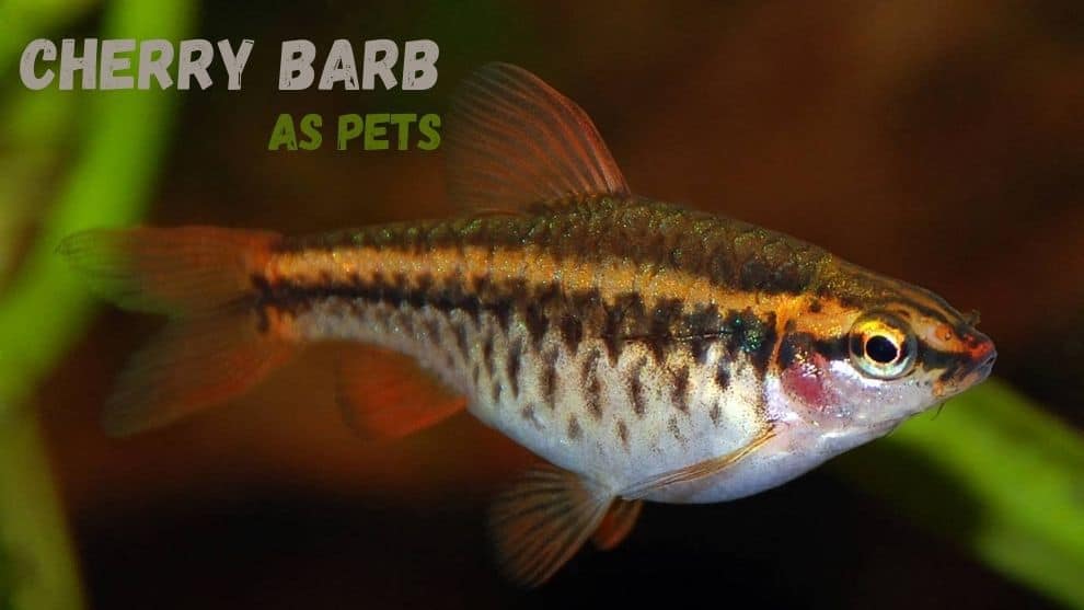 Cherry Barb As Pets