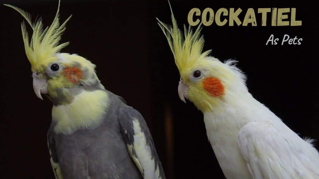 Cockatiels As Pets