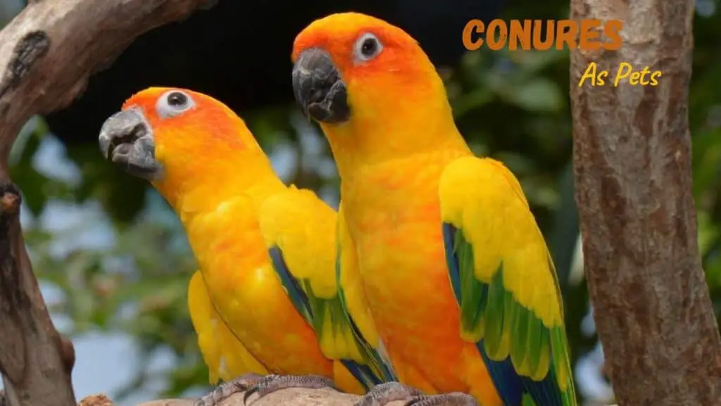 Conures As Pets