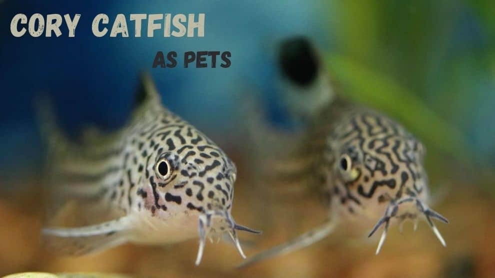 Cory Catfish As Pets