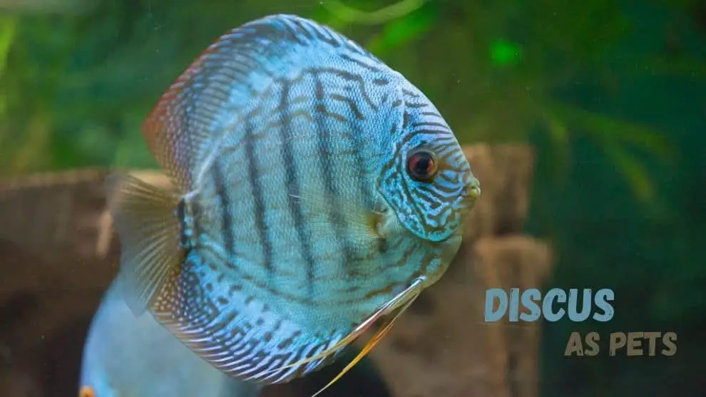 Discus As Pets
