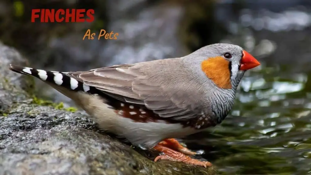 Finches As Pets