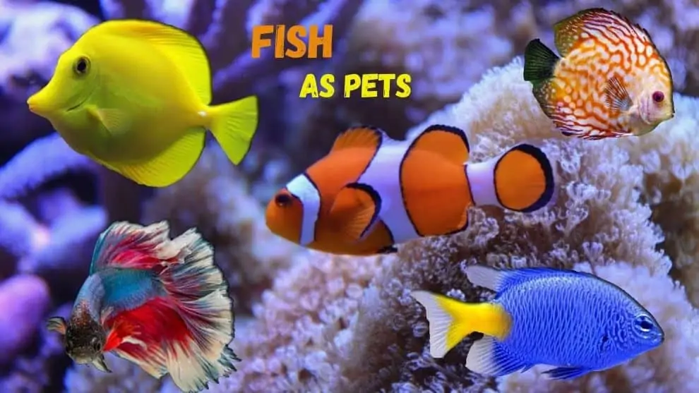 Fish As Pet