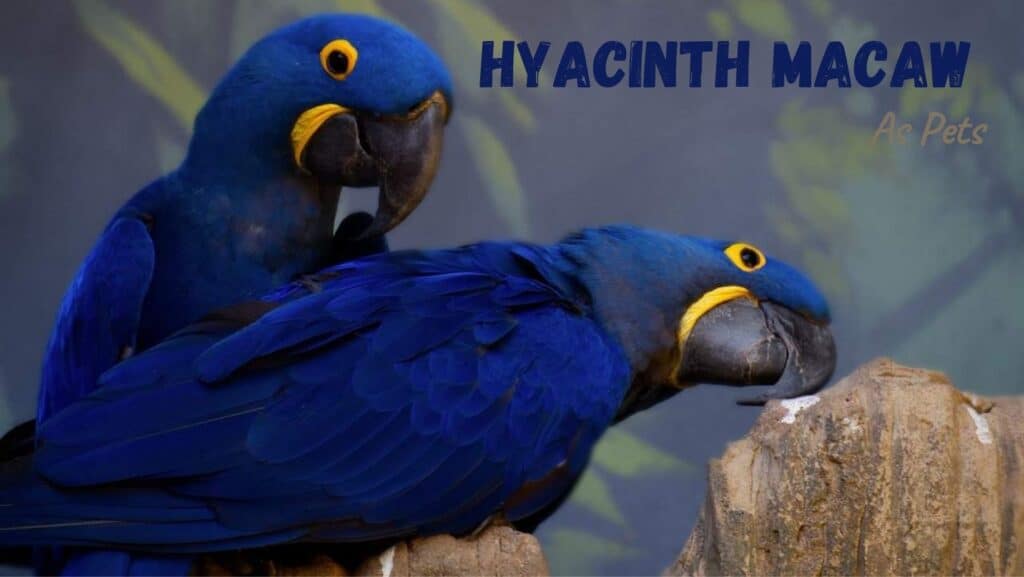 Hyacinth Macaws As Pets