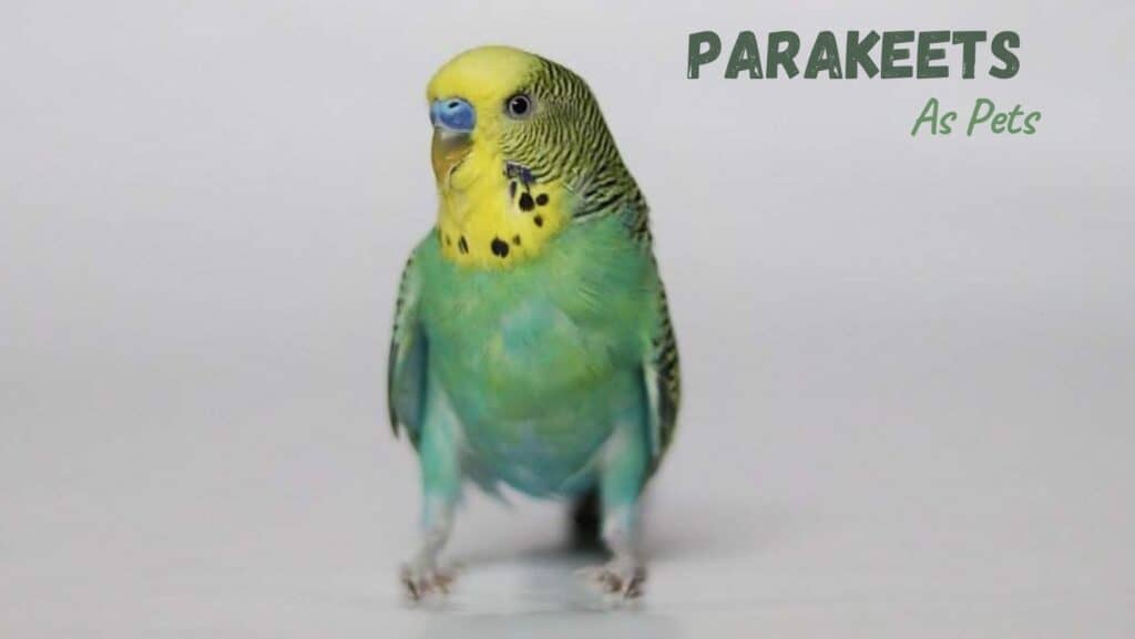 Parakeets As Pets