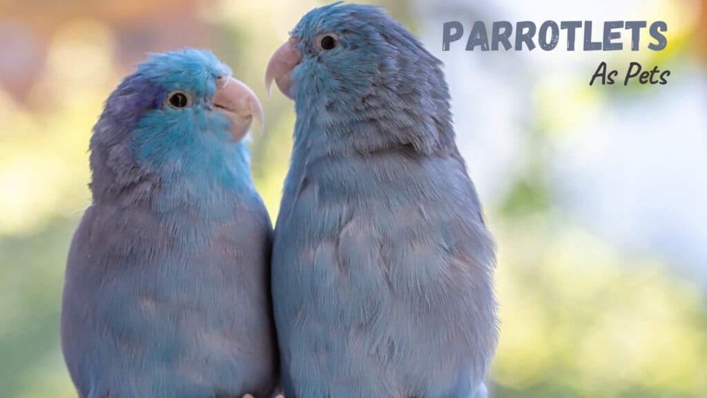 Parrotlets As Pets