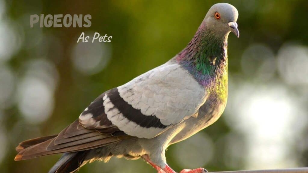 Pigeons As Pets