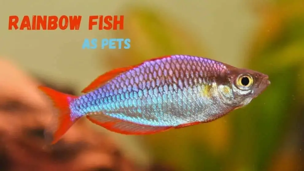 Rainbow Fish As Pets