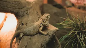 Best Bearded Dragon Breeders In U.S - Things To Consider