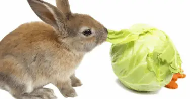 CAN RABBITS EAT CABBAGE