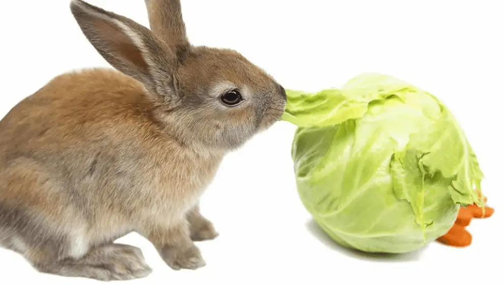 CAN RABBITS EAT CABBAGE