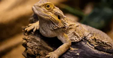 Can Bearded Dragons Eat Cantaloupe All You Need To Know
