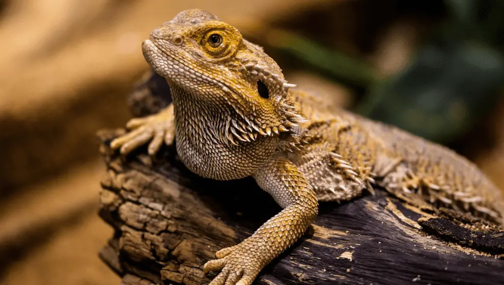 Can Bearded Dragons Eat Cantaloupe All You Need To Know
