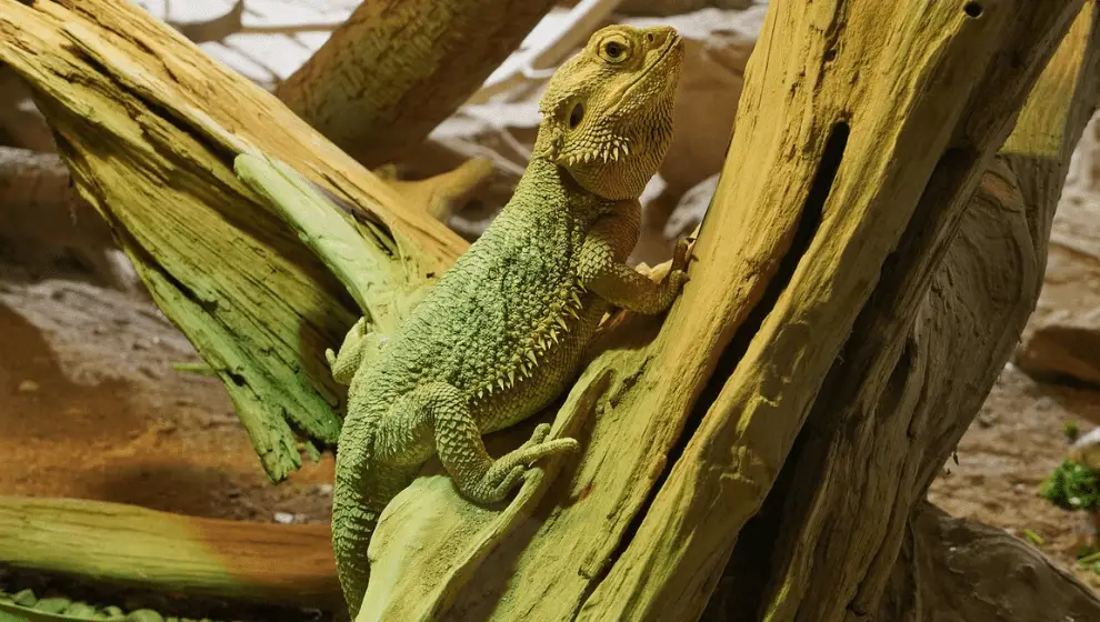 Can Bearded Dragons Eat Celery