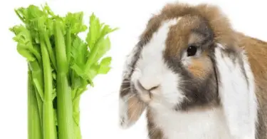 Can Rabbits Eat Celery - A Guide To Celery For Bunnies