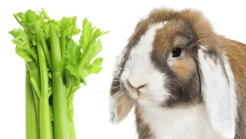 Can Rabbits Eat Celery - A Guide To Celery For Bunnies