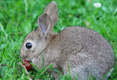 Can bunnies eat strawberries.