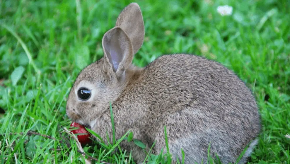 Can bunnies eat strawberries.
