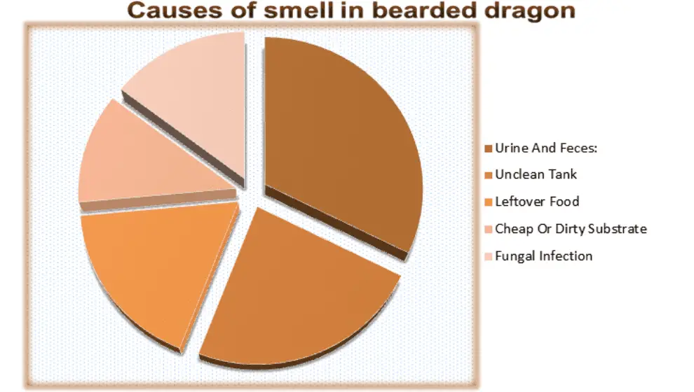Causes of smell in Bearded Dragon