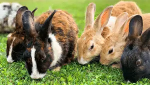 Complete Guide About Rabbit Breeds