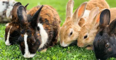 Complete Guide About Rabbit Breeds