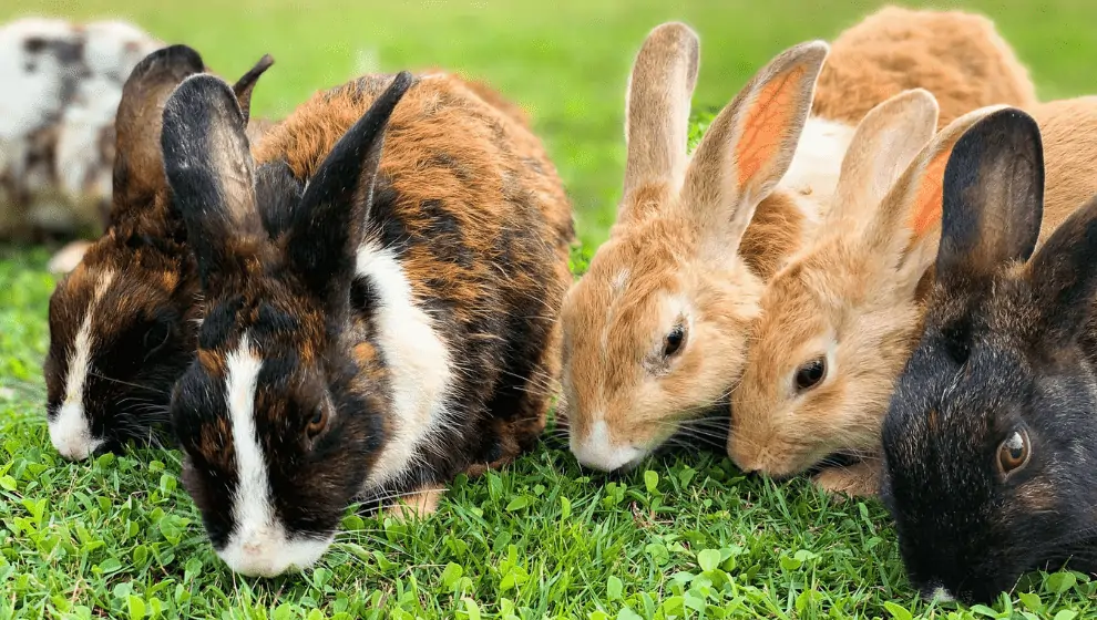Complete Guide About Rabbit Breeds