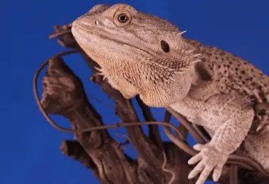 Do Bearded Dragons Smell How To Get Rid Of It