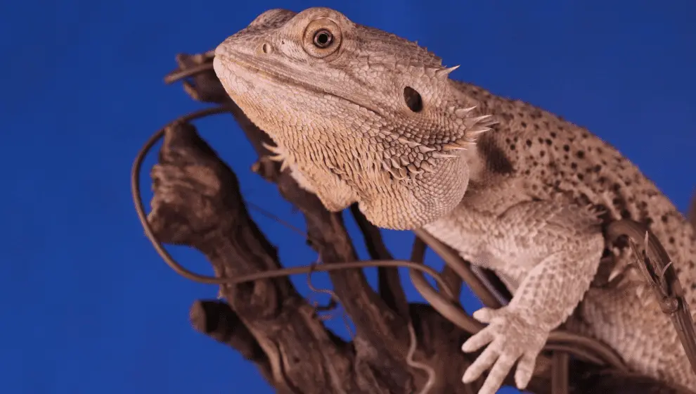 Do Bearded Dragons Smell How To Get Rid Of It