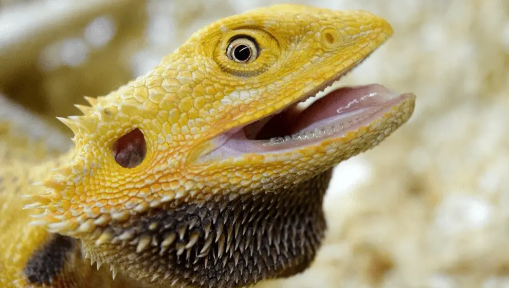 Do bearded dragons have teeth