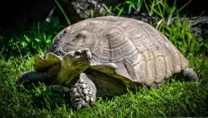 Do female tortoises lay eggs without mating