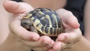 How Can You Train Your Turtle To Do Tricks