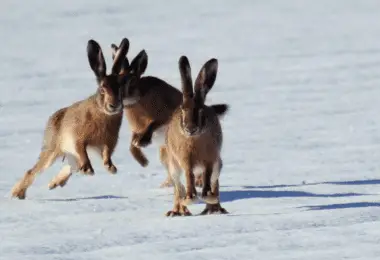 How To Help Rabbits In Winter Everything You Need To Know.