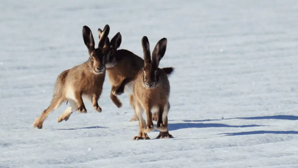 How To Help Rabbits In Winter Everything You Need To Know.
