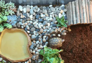 How To Potty Train A Turtle