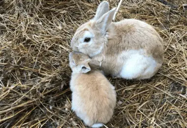 Rabbit Lifespan - How Long Do Rabbits Live Care & Tips