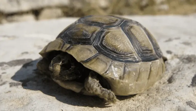 what-to-do-with-a-dead-turtle-pets-bunch