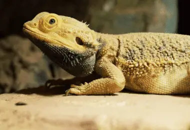 10 REASONS WHY BEARDED DRAGON NOT EATING REASONS & RECTIFICATIONS