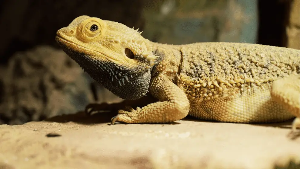 10 REASONS WHY BEARDED DRAGON NOT EATING REASONS & RECTIFICATIONS