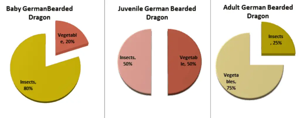 Bearded Dragon Graph