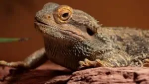 COMPLETE GUIDE FOR GERMAN BEARDED DRAGON