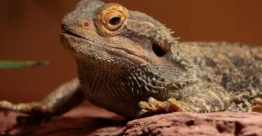 COMPLETE GUIDE FOR GERMAN BEARDED DRAGON