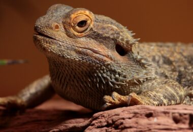 COMPLETE GUIDE FOR GERMAN BEARDED DRAGON